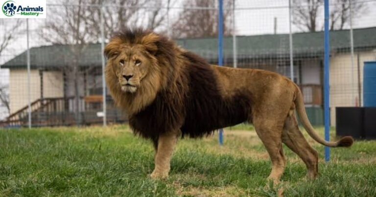 Animals That Have Manes