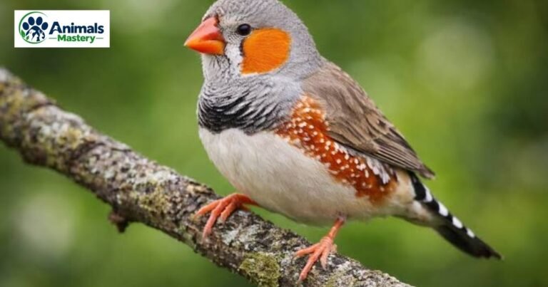 Top 33 Animals That Start With F