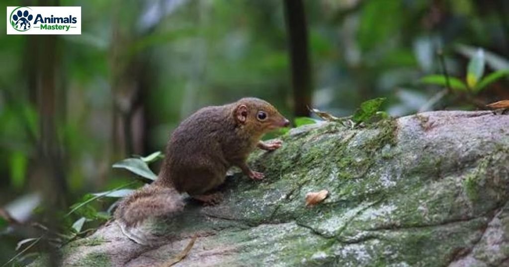 Tree shrew
