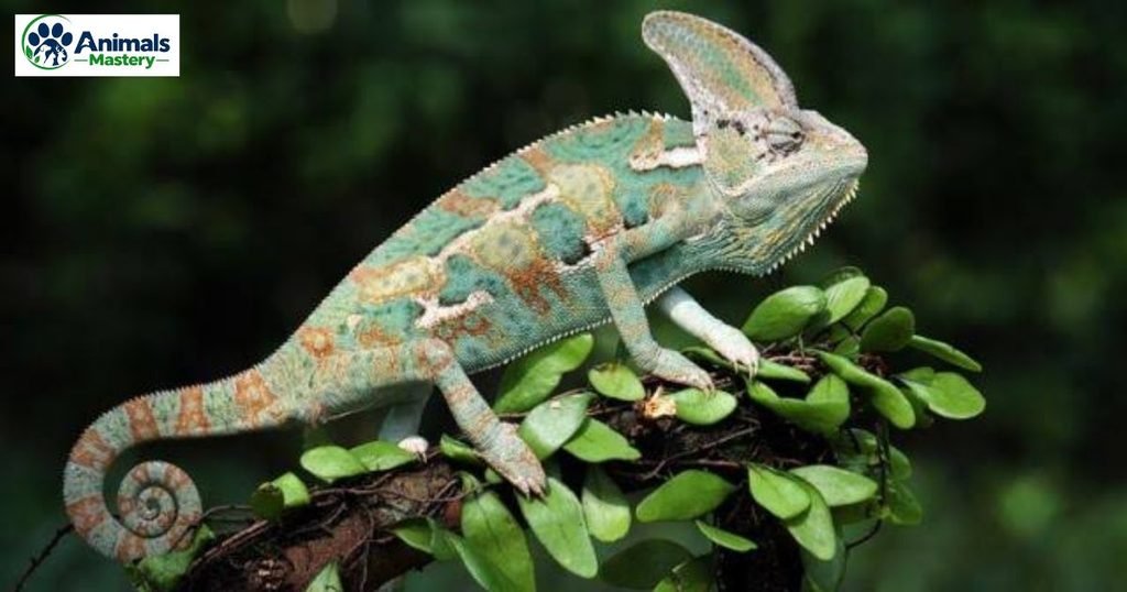 Veiled chameleon