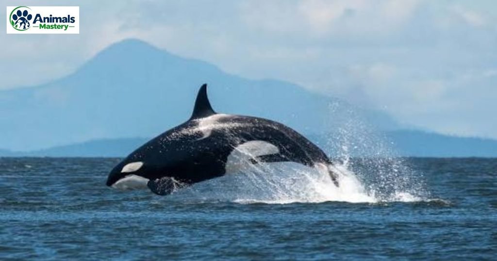 Whale