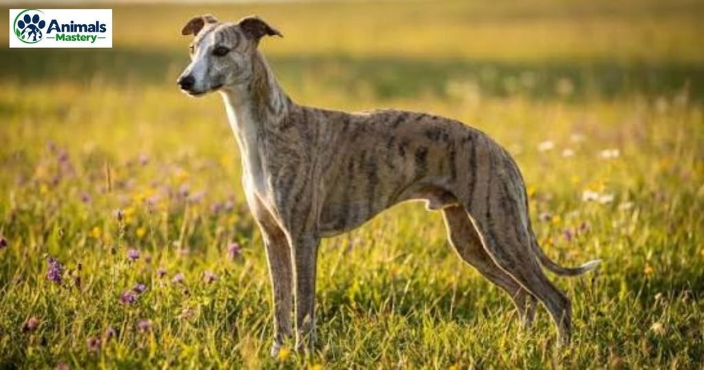 Whippet